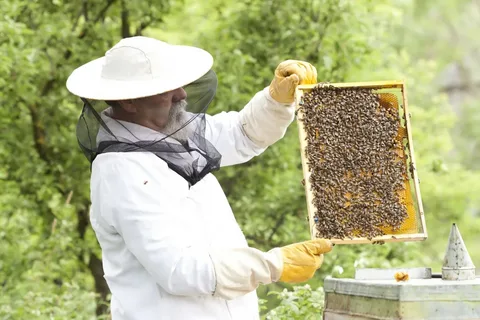 The Role of Bees in Pollination and Food Production