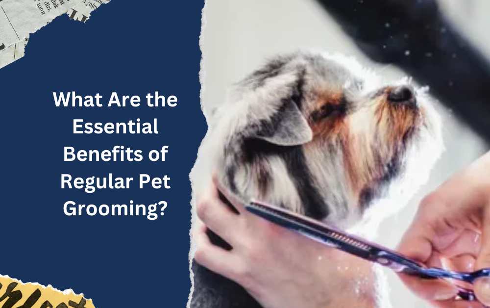 pet grooming in dubai