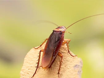 Cockroach Pest Control Services A Comprehensive Guide by Urban Junggle