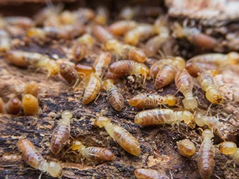 Termite Pest Control Services by Urban Junggle