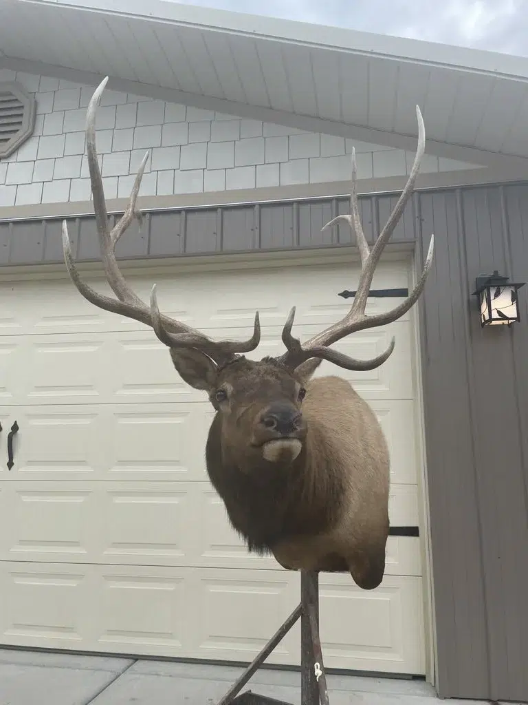 Utah Taxidermist